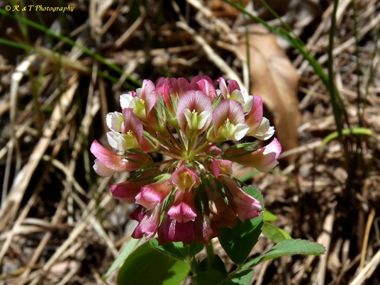 {Trifolium reflexum}
